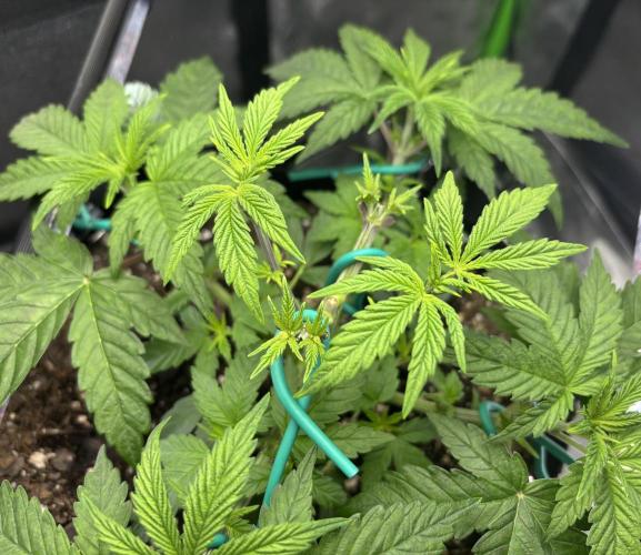 Permanent Marker. Week 4