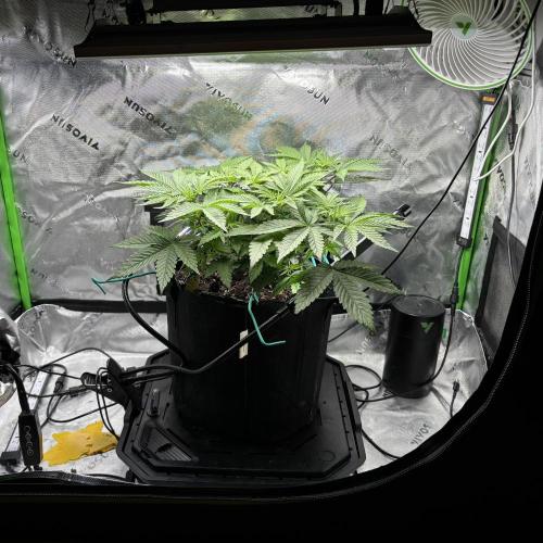 Permanent Marker. Week 5