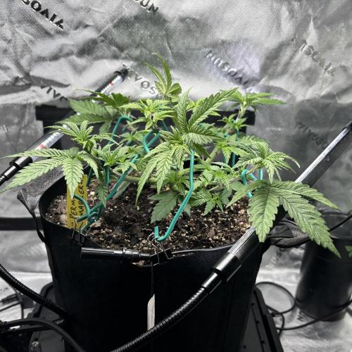 Permanent Marker. Week 5