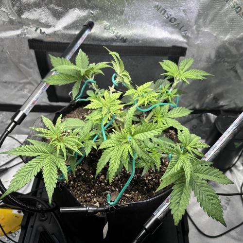 Permanent Marker. Week 5