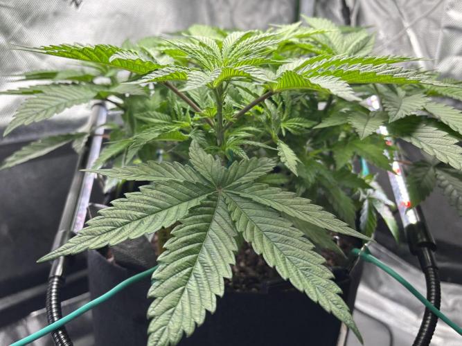 Permanent Marker. Week 5