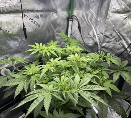 Permanent Marker. Week 6