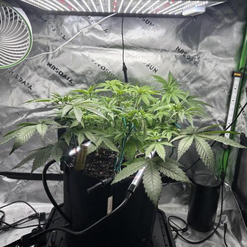 Permanent Marker. Week 6