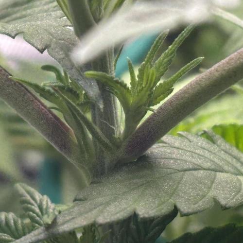 Permanent Marker. Week 6