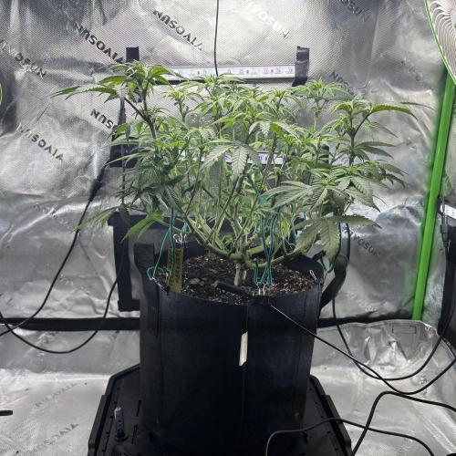 Permanent Marker. Week 7