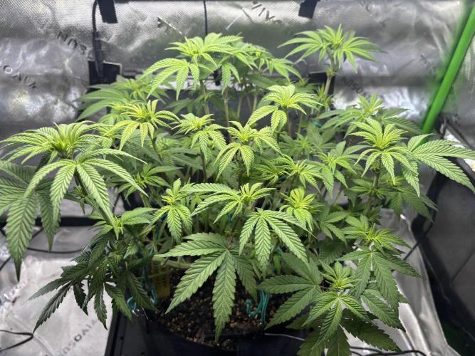 Permanent Marker. Week 7