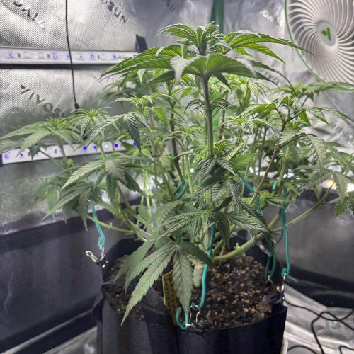 Permanent Marker. Week 7