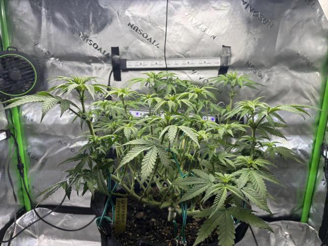 Permanent Marker. Week 7