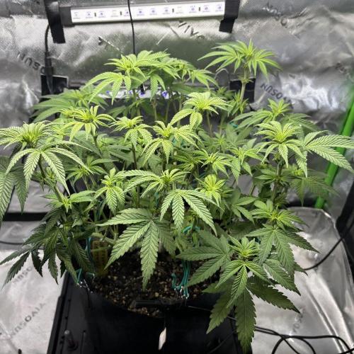 Permanent Marker. Week 7