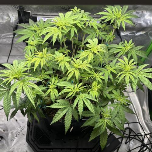 Permanent Marker. Week 7