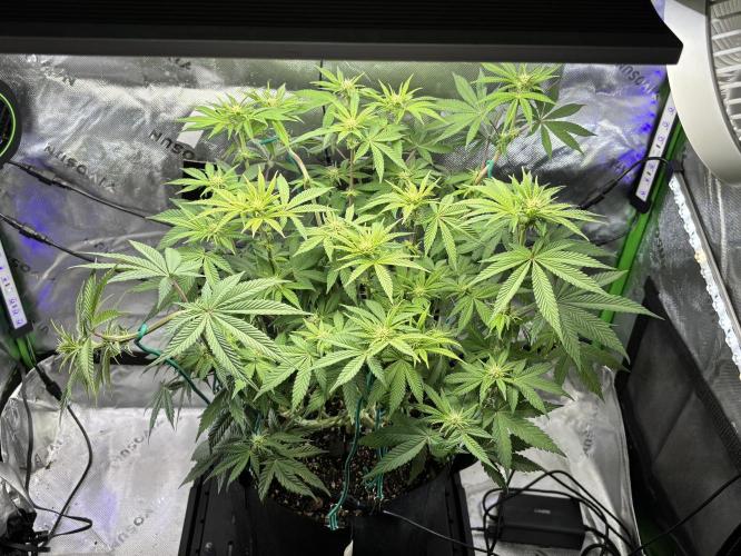 Permanent Marker. Week 8