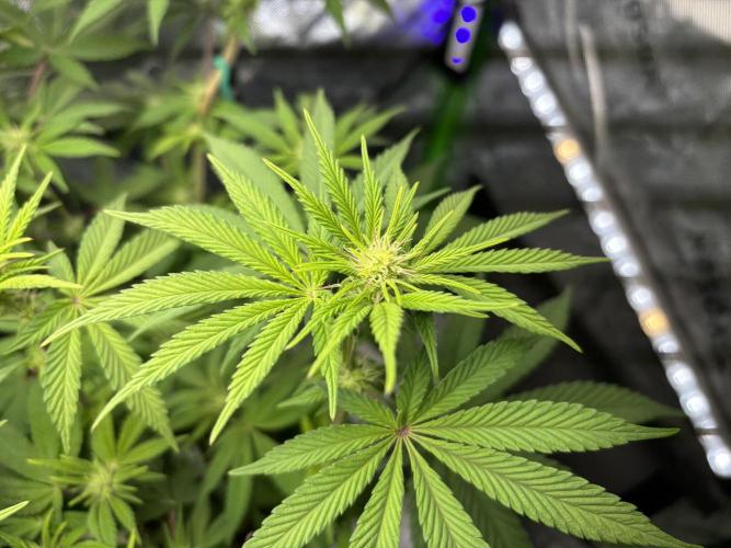 Permanent Marker. Week 8