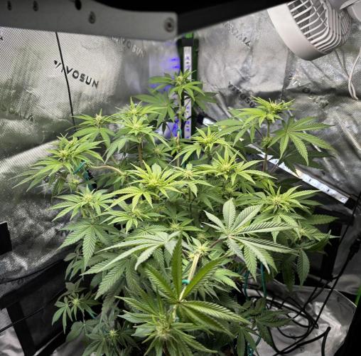 Permanent Marker. Week 8