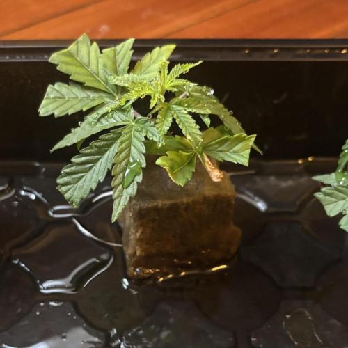 Permanent Marker. Week 8