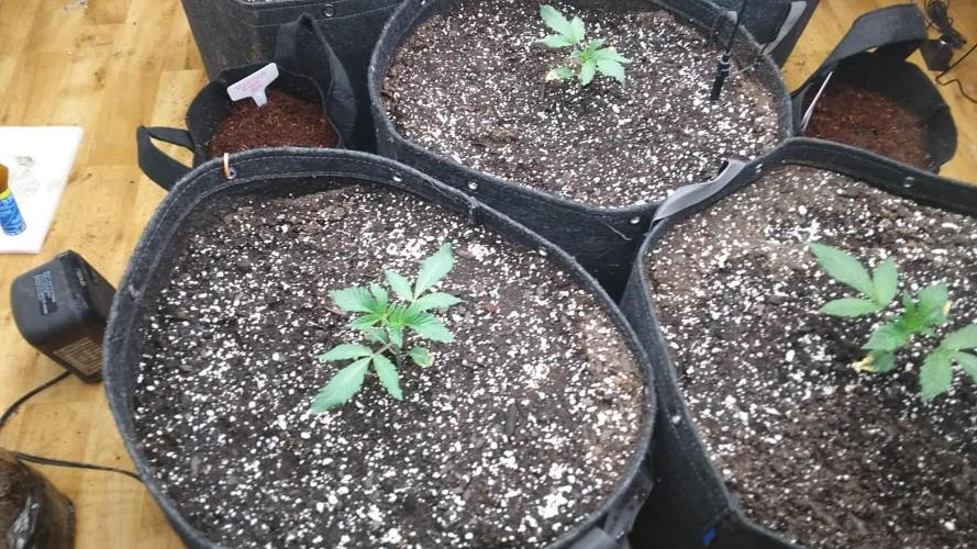 My grow with STRNG seeds A-Z all in one grow kit