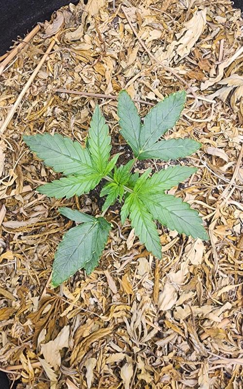 Deadhead OG Auto Grow. Week 3