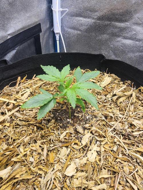 Deadhead OG Auto Grow. Week 3