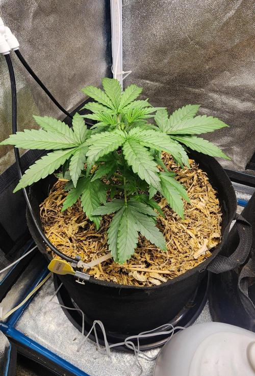Deadhead OG Auto Grow. Week 4