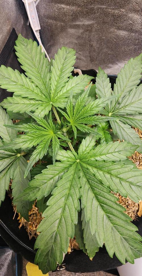 Deadhead OG Auto Grow. Week 4