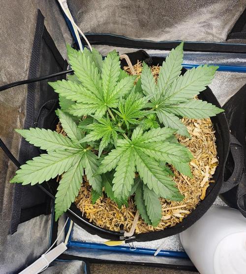 Deadhead OG Auto Grow. Week 4