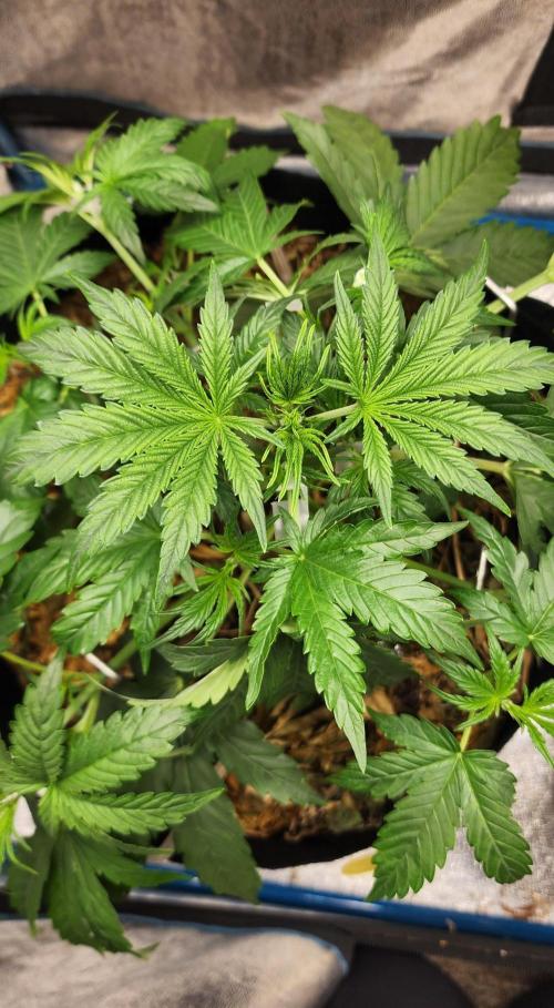 Deadhead OG Auto Grow. Week 4 - LST
