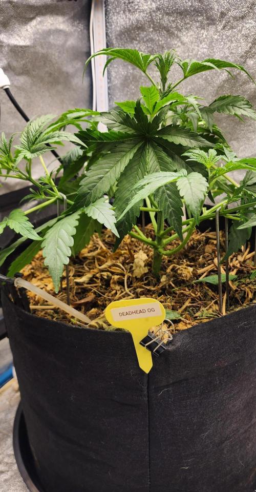 Deadhead OG Auto Grow. Week 4 - Light defoliation and LST