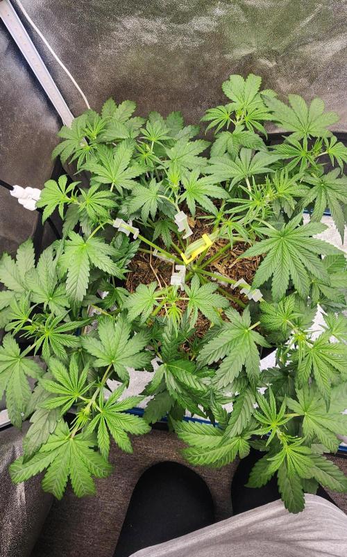 Deadhead OG Auto Grow. Week 5