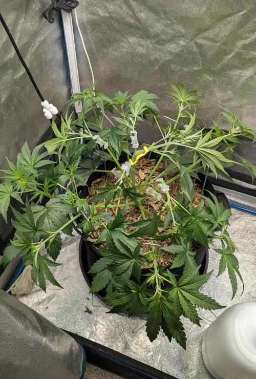 Deadhead OG Auto Grow. Week 5
