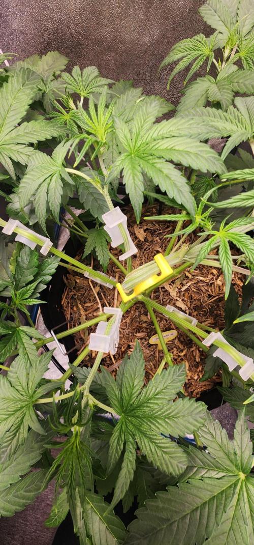 Deadhead OG Auto Grow. Week 5