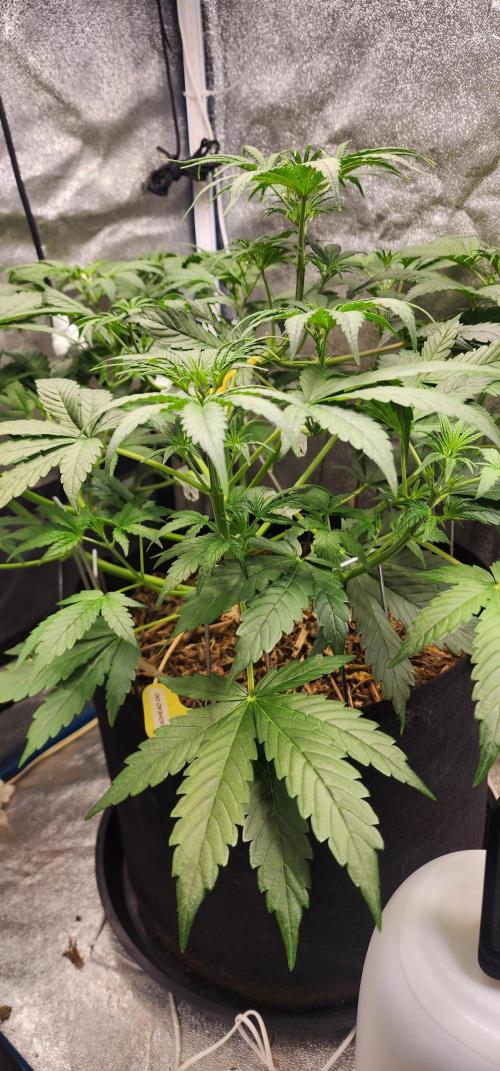 Deadhead OG Auto Grow. Week 5