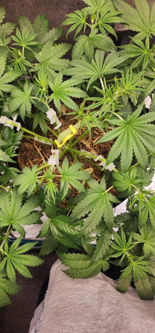 Deadhead OG Auto Grow. Week 5