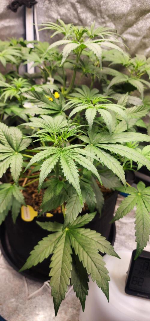 Deadhead OG Auto Grow. Week 5
