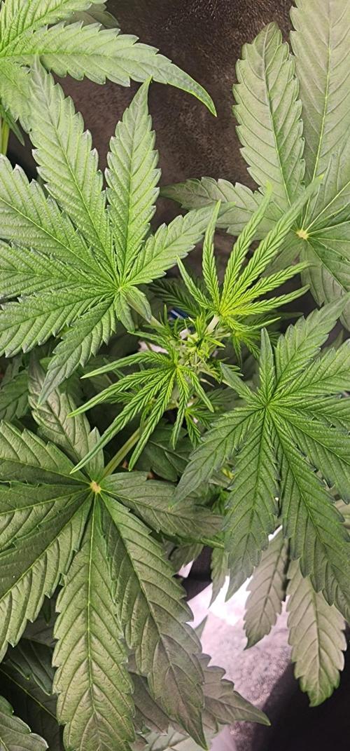 Deadhead OG Auto Grow. Week 5