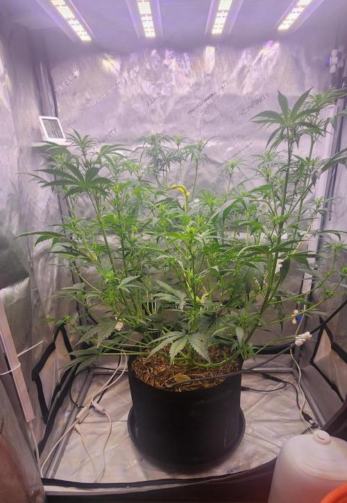 Deadhead OG Auto Grow. Week 7