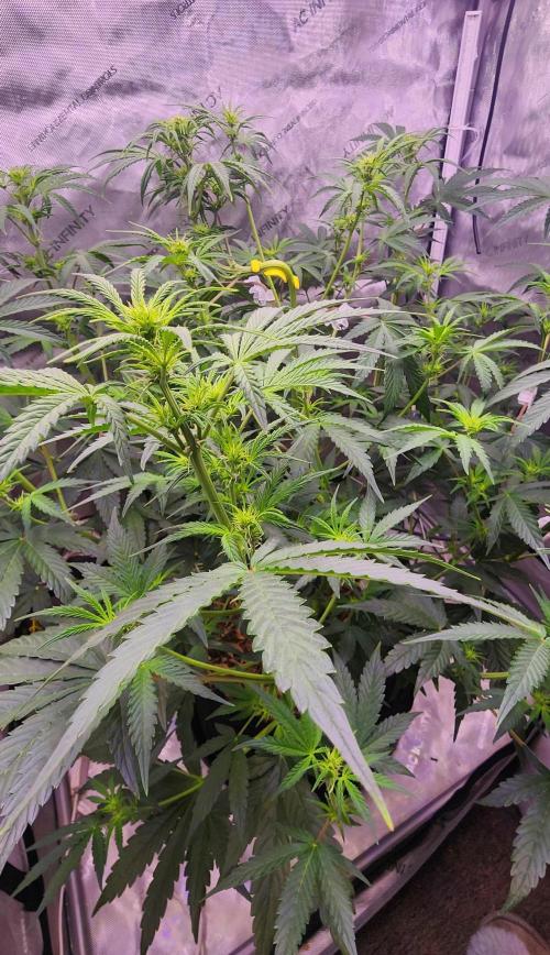 Deadhead OG Auto Grow. Week 7