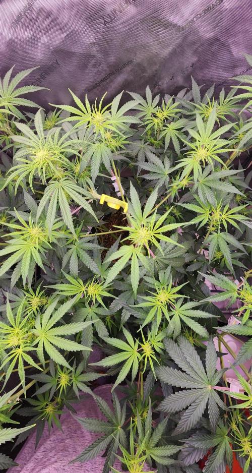 Deadhead OG Auto Grow. Week 7