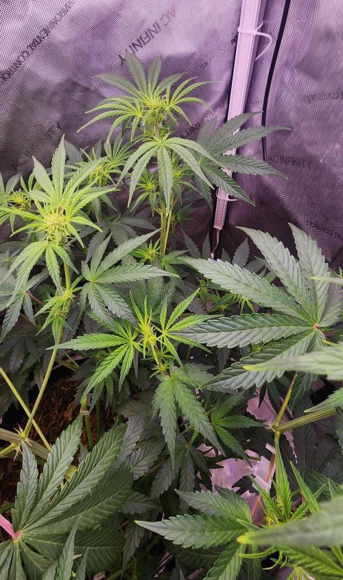 Deadhead OG Auto Grow. Week 7