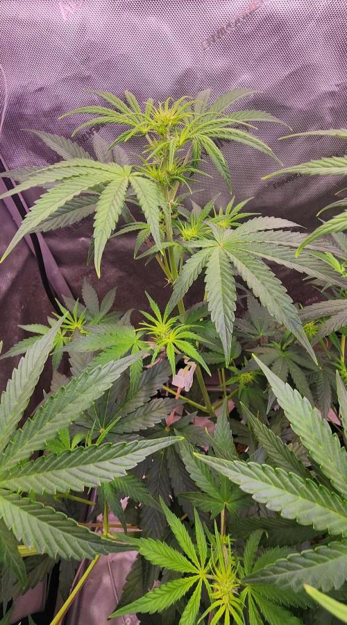 Deadhead OG Auto Grow. Week 7