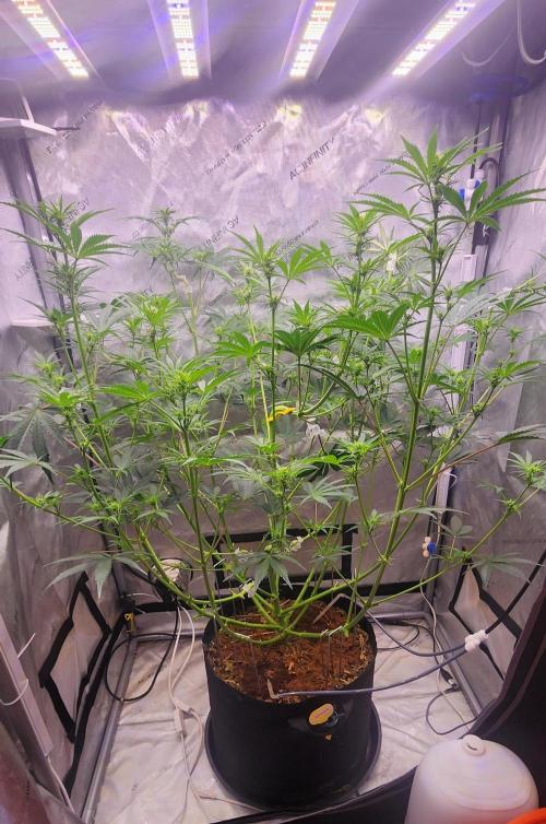 Deadhead OG Auto Grow. Week 7
