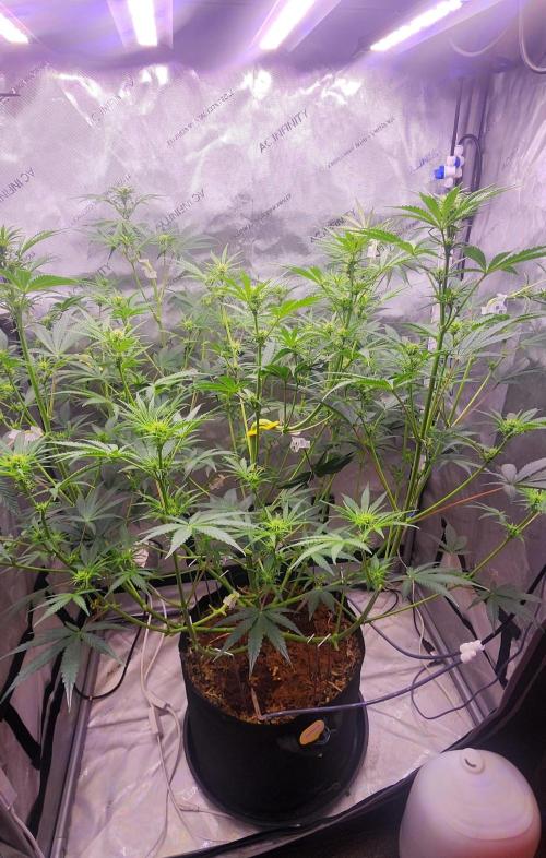 Deadhead OG Auto Grow. Week 7
