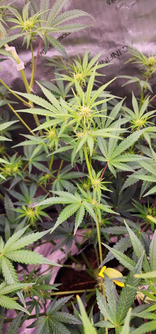 Deadhead OG Auto Grow. Week 7