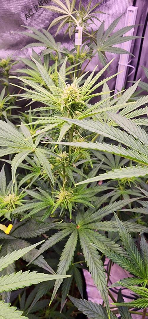 Deadhead OG Auto Grow. Week 7