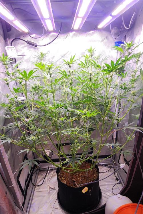 Deadhead OG Auto Grow. Week 8
