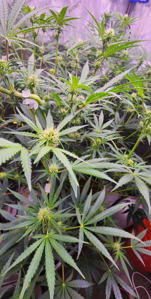 Deadhead OG Auto Grow. Week 8