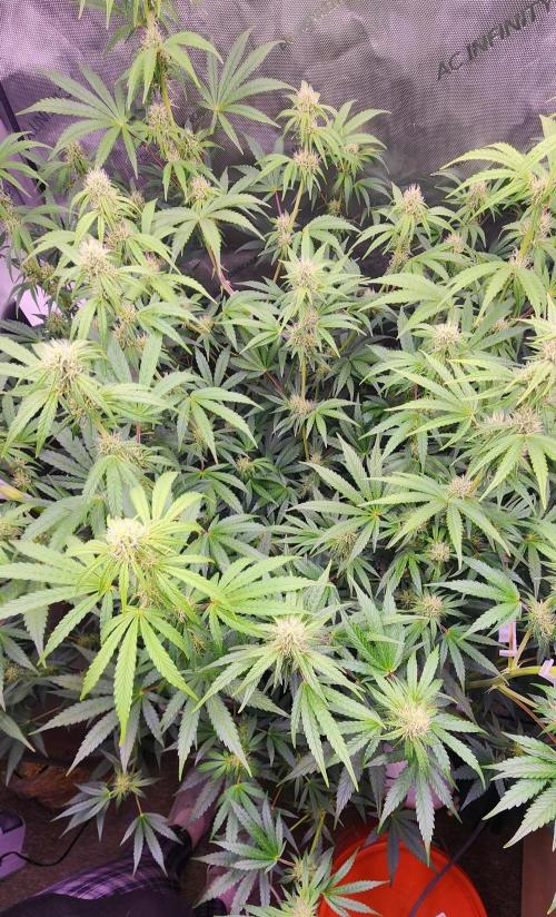 Deadhead OG Auto Grow. Week 8