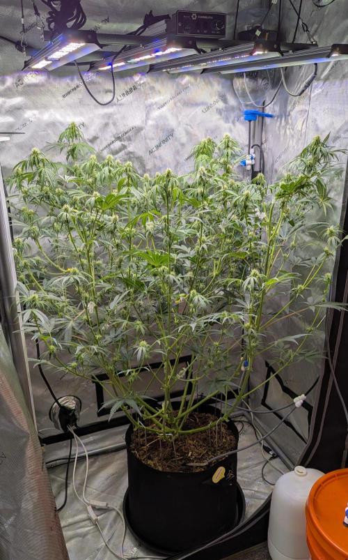 Deadhead OG Auto Grow. Week 8
