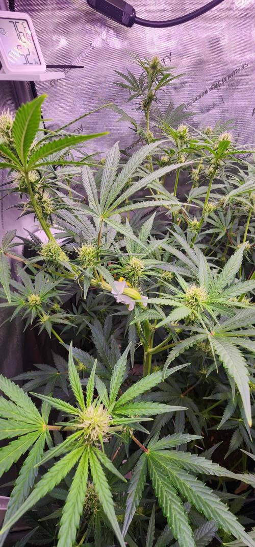 Deadhead OG Auto Grow. Week 8