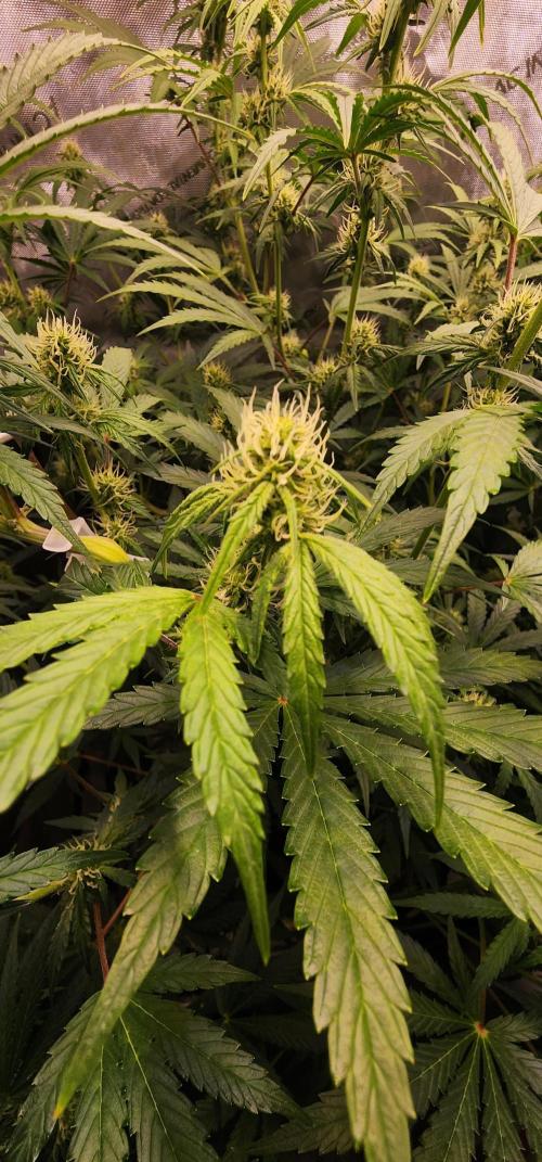 Deadhead OG Auto Grow. Week 8