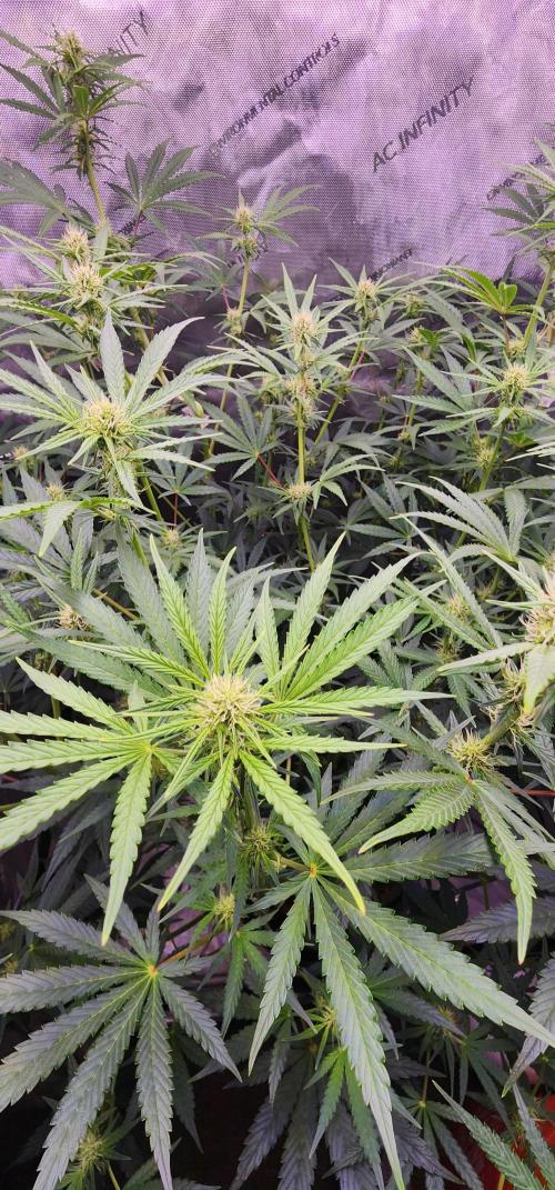Deadhead OG Auto Grow. Week 8