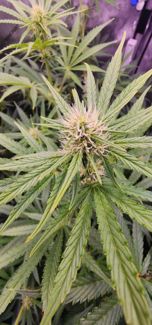 Deadhead OG Auto Grow. Week 8